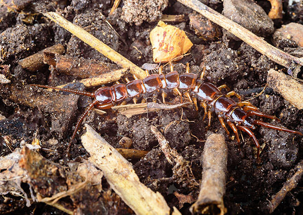 Centipede