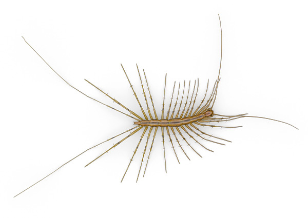 Centipede