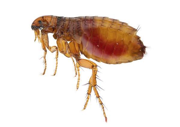 Catfleas