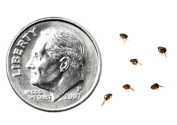 Catfleas