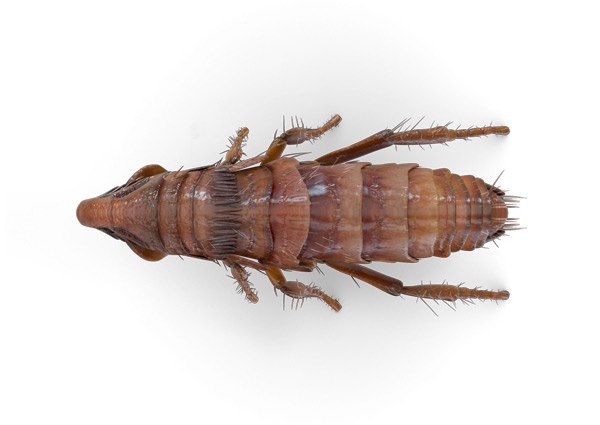 Catfleas