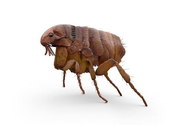 Catfleas