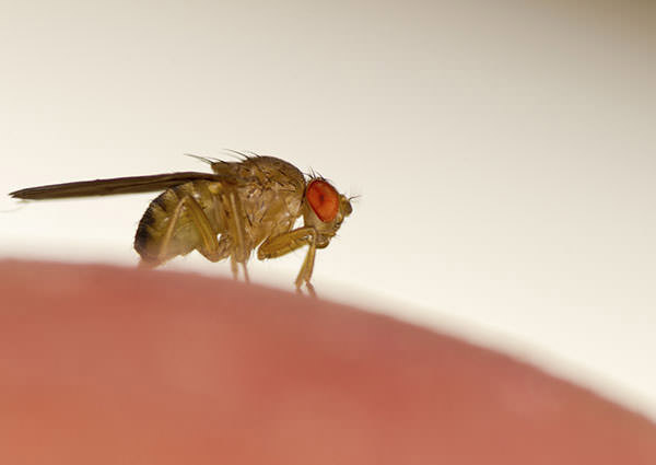 Indoor-Breeding-Fly-4