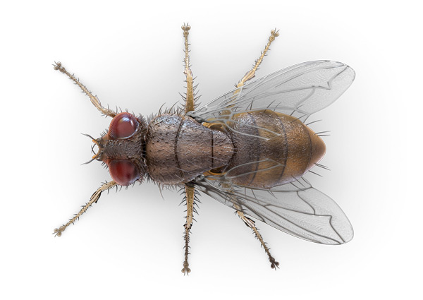 Indoor-Fly