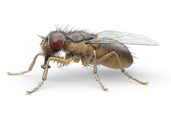 Indoor-Fly