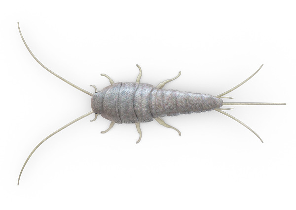 Silverfish-ด้านบน