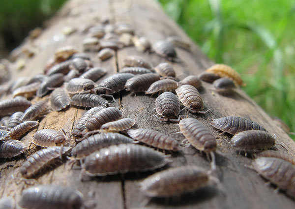 Woodlice