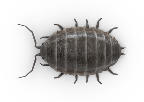 Woodlice