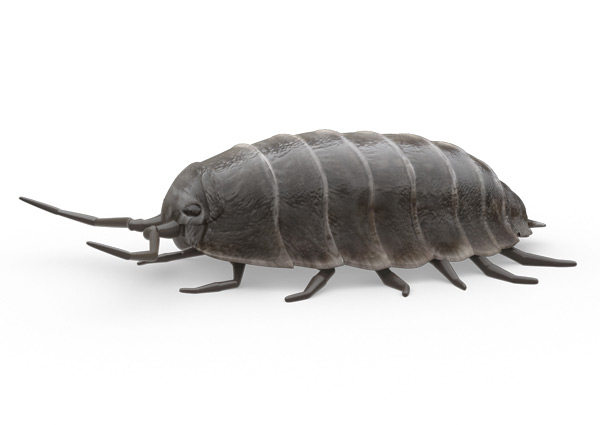 Woodlice