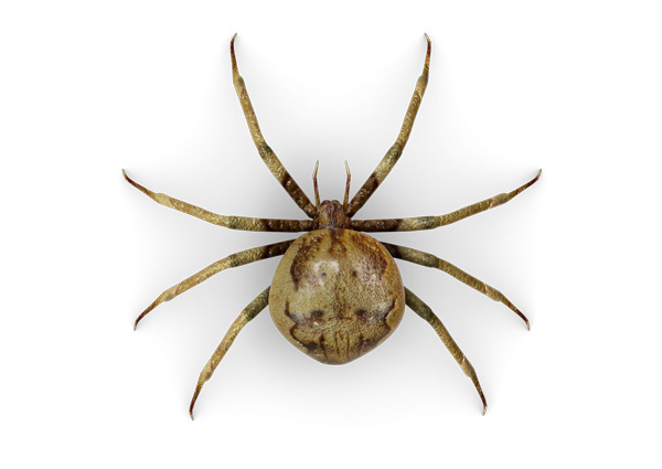 Spider