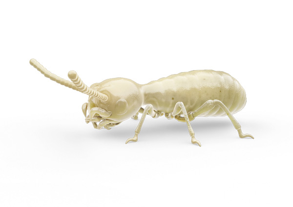 Termite